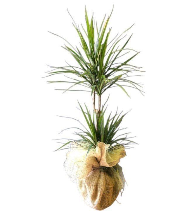 2 Li Marginata