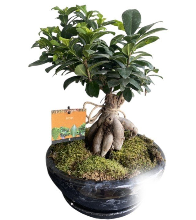 Bodur Ficus Bonsai Bitkisi