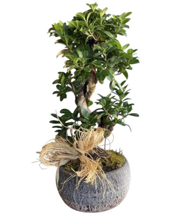 Bonsai Ağacı