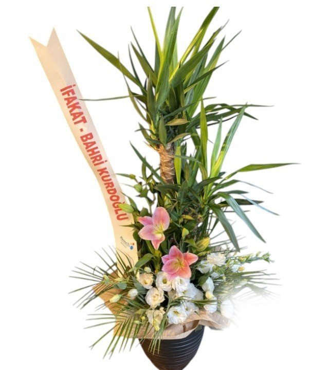 Yucca Bitkisi Fuar Aranjmanı